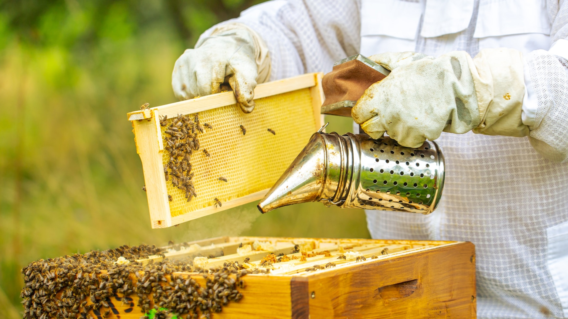 Coffee Plantation & Bee Farm 1920×1080